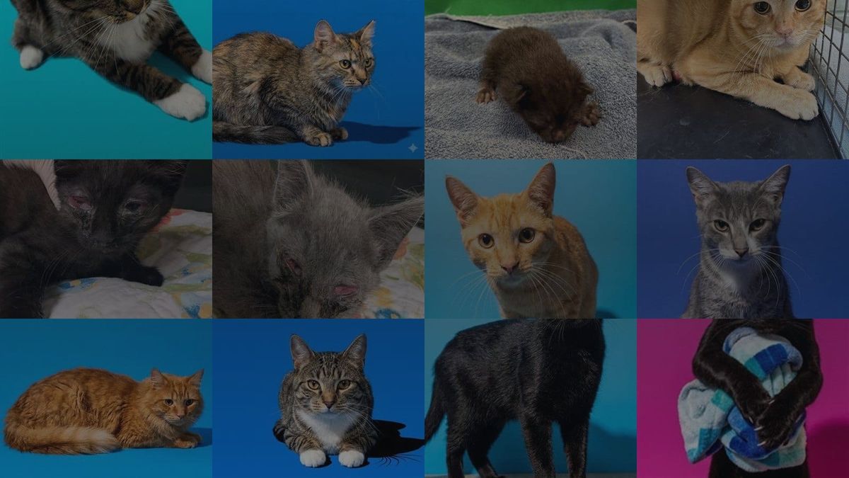Cats for Adoption in Jacksonville, Florida