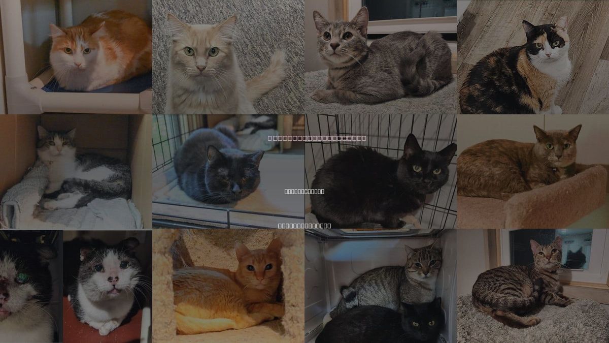 Cats for Adoption in Jacksonville, North Carolina