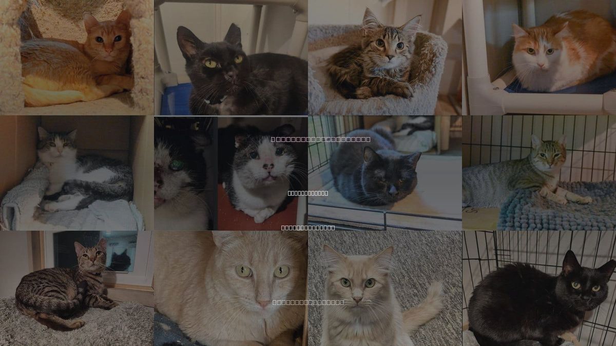 Cats for Adoption in Jacksonville, North Carolina
