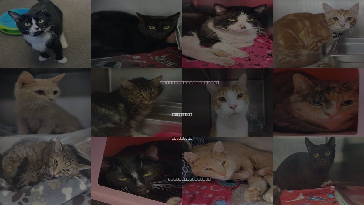 Cats for Adoption in Janesville, Wisconsin