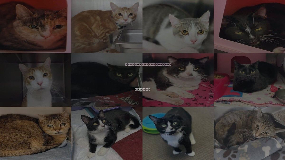 Cats for Adoption in Janesville, Wisconsin