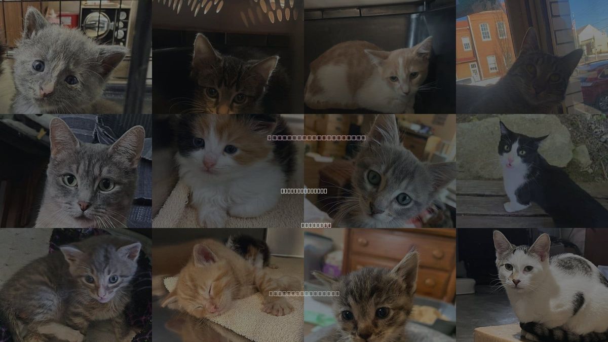 Cats for Adoption in Jefferson City, Missouri