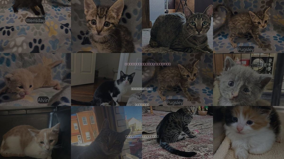 Cats for Adoption in Jefferson City, Missouri