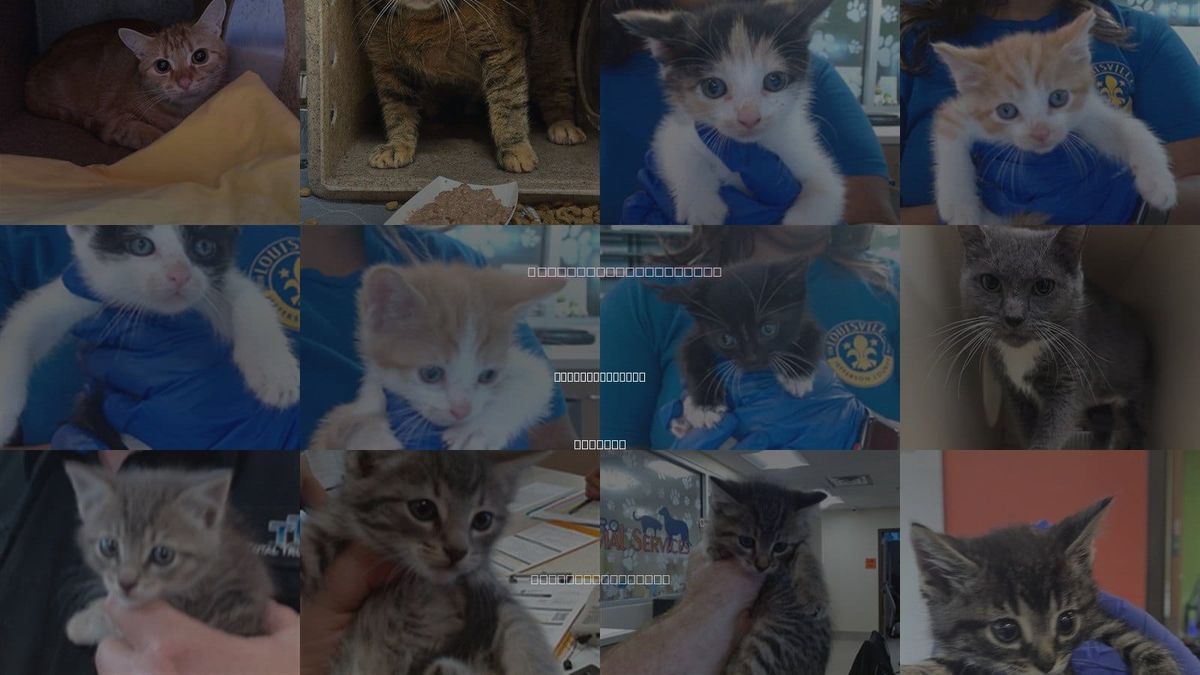 Cats for Adoption in Jeffersonville, Indiana