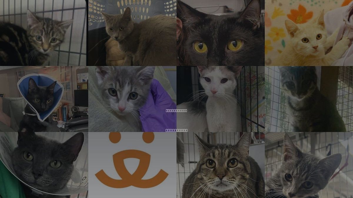 Cats for Adoption in Jersey City, New Jersey