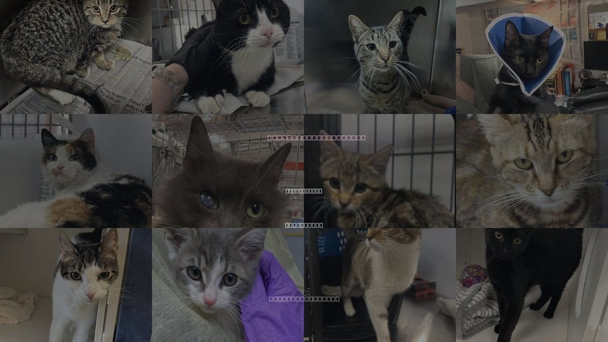Cats for Adoption in Jersey City, New Jersey