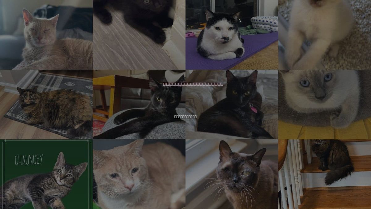 Cats for Adoption in Johns Creek, Georgia