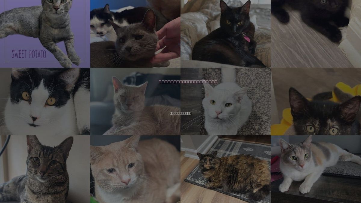 Cats for Adoption in Johns Creek, Georgia