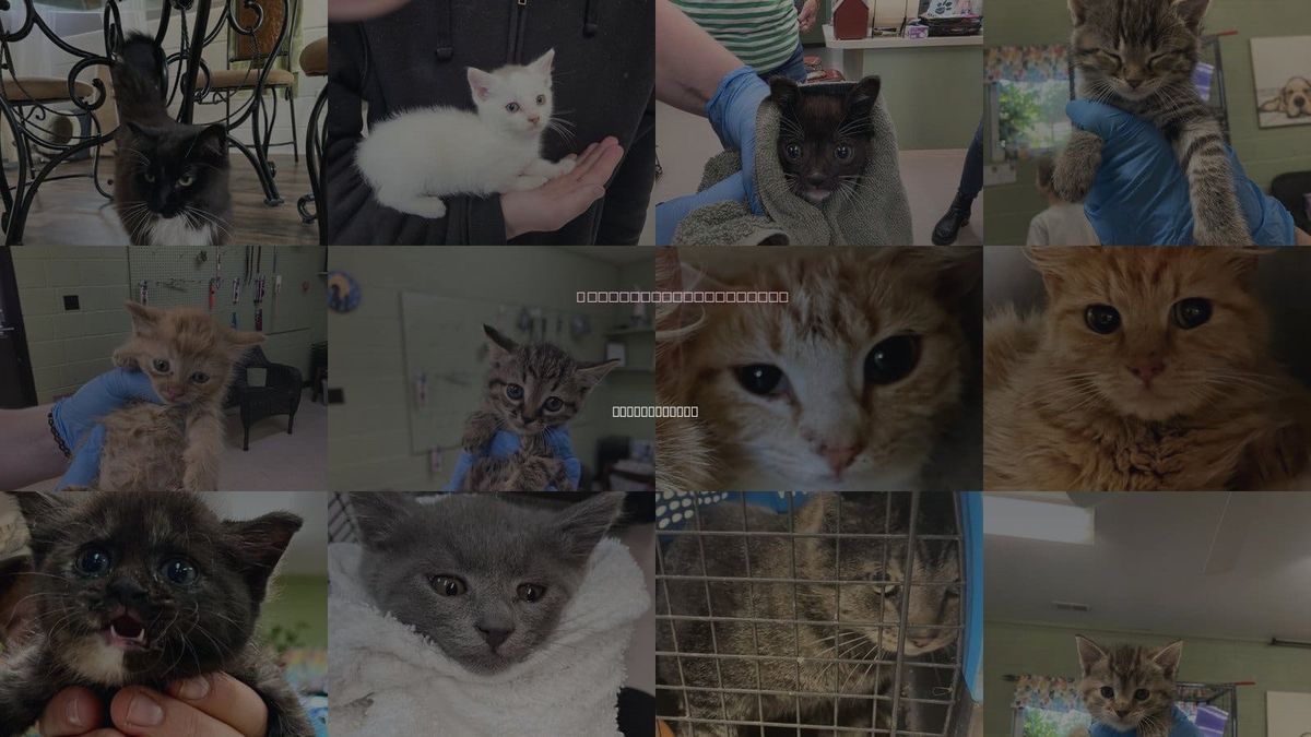 Cats for Adoption in Johnson City, Tennessee