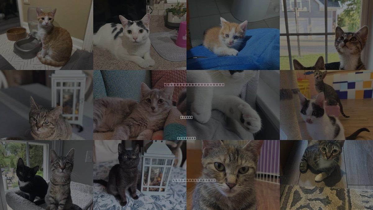 Cats for Adoption in Joliet, Illinois