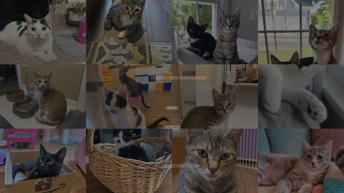 Cats for Adoption in Joliet, Illinois
