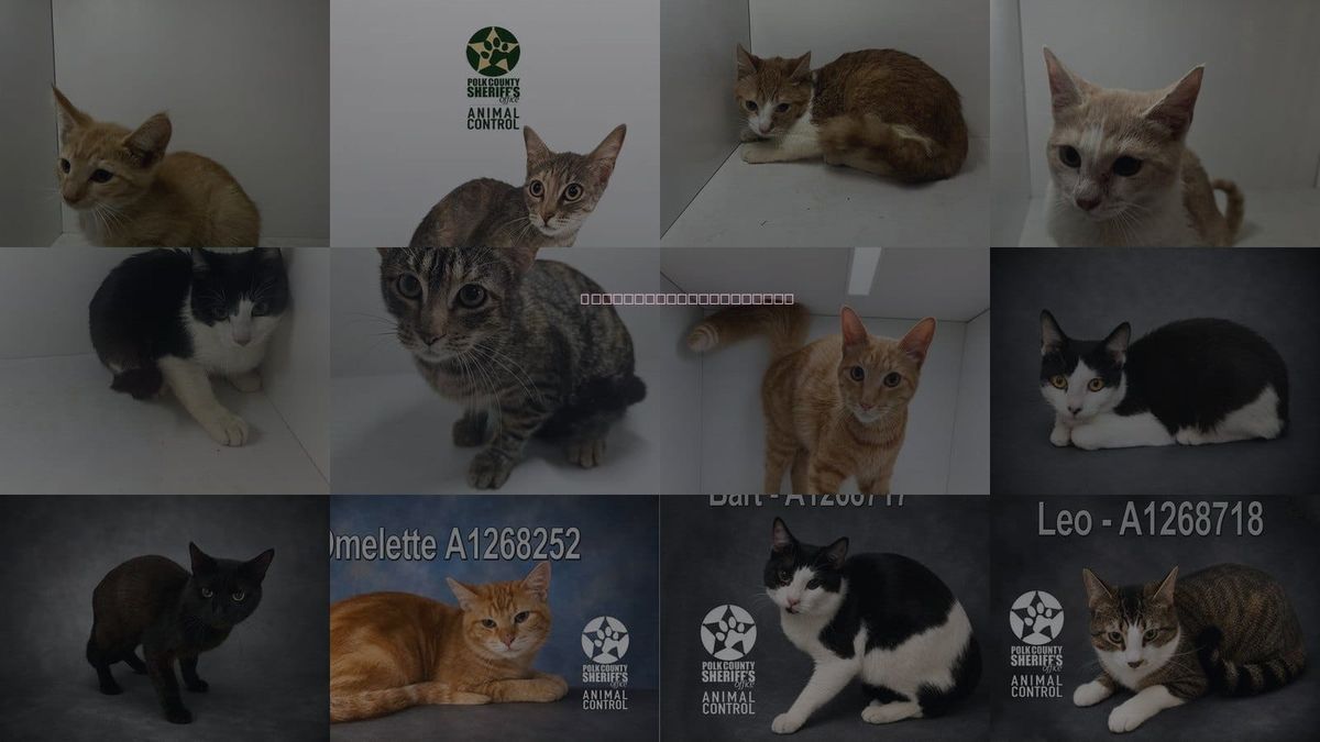 Cats for Adoption in Jpv, Florida