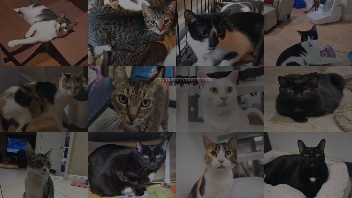 Cats for Adoption in Jupiter, Florida