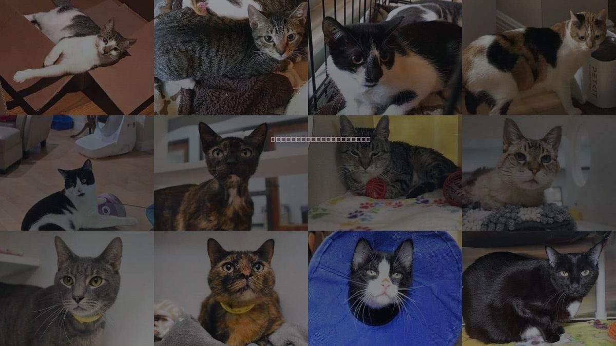 Cats for Adoption in Jupiter, Florida