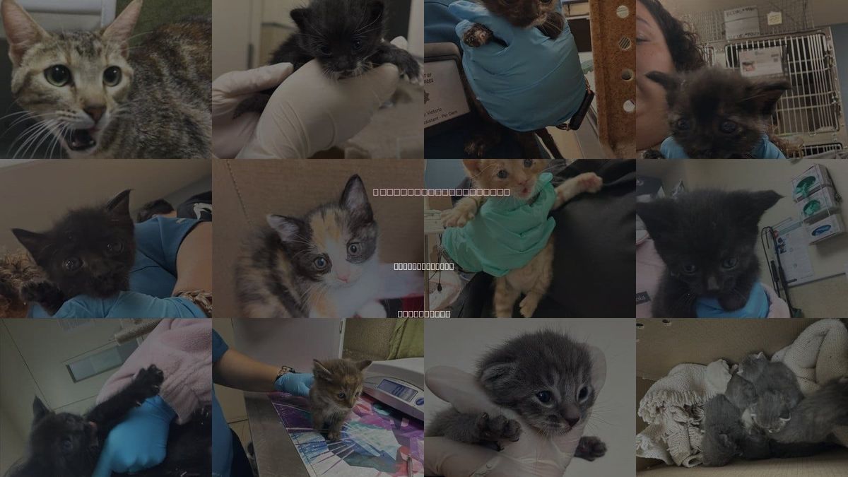 Cats for Adoption in Jurupa Valley, California