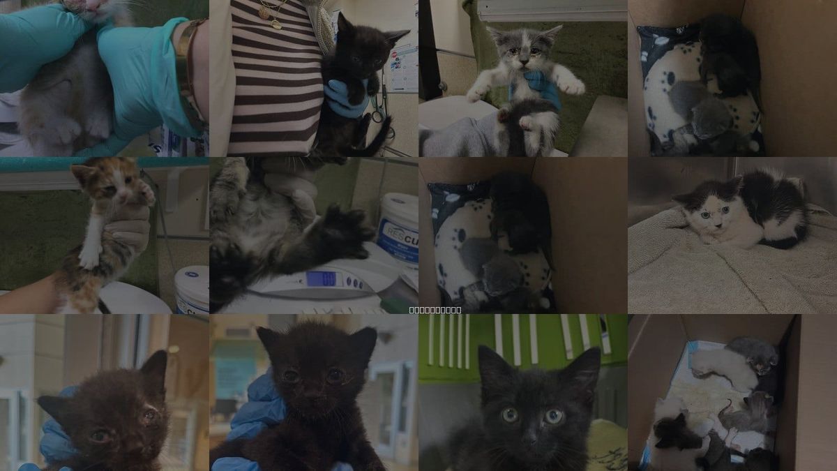 Cats for Adoption in Jurupa Valley, California