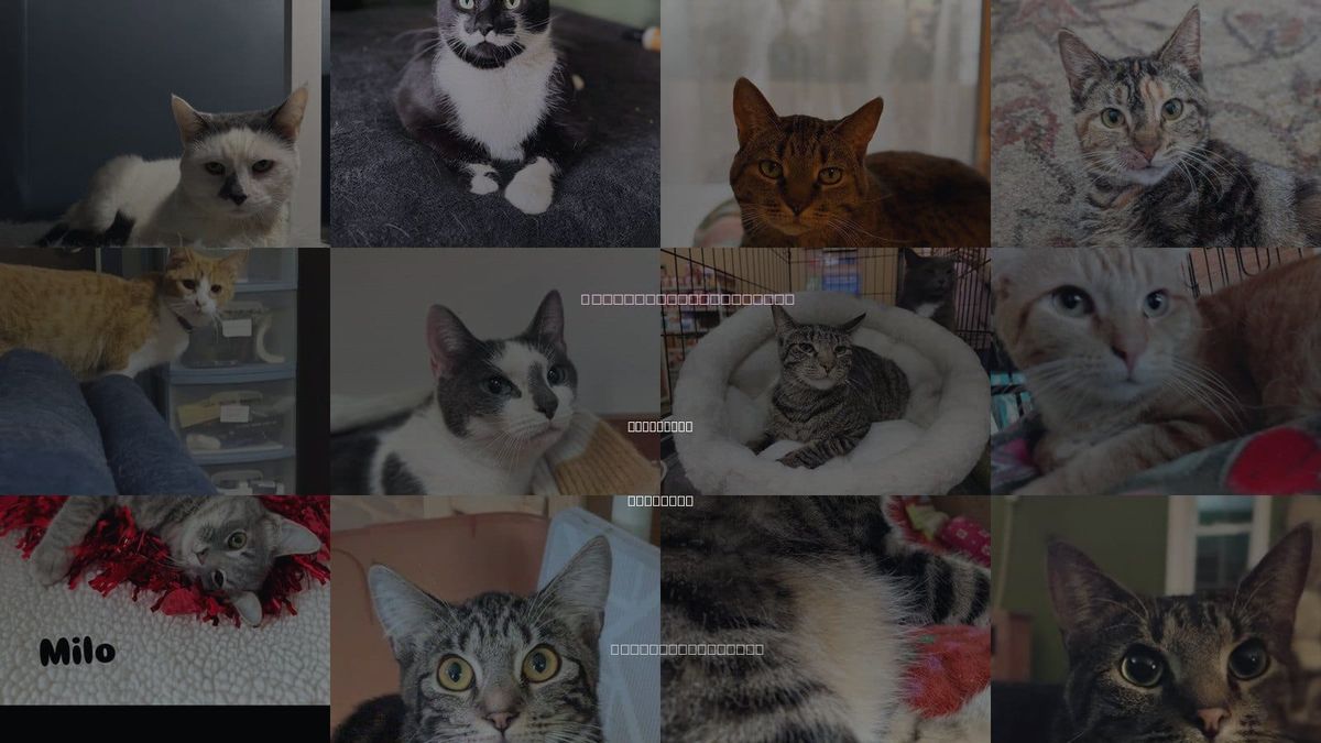 Cats for Adoption in Kalamazoo, Michigan