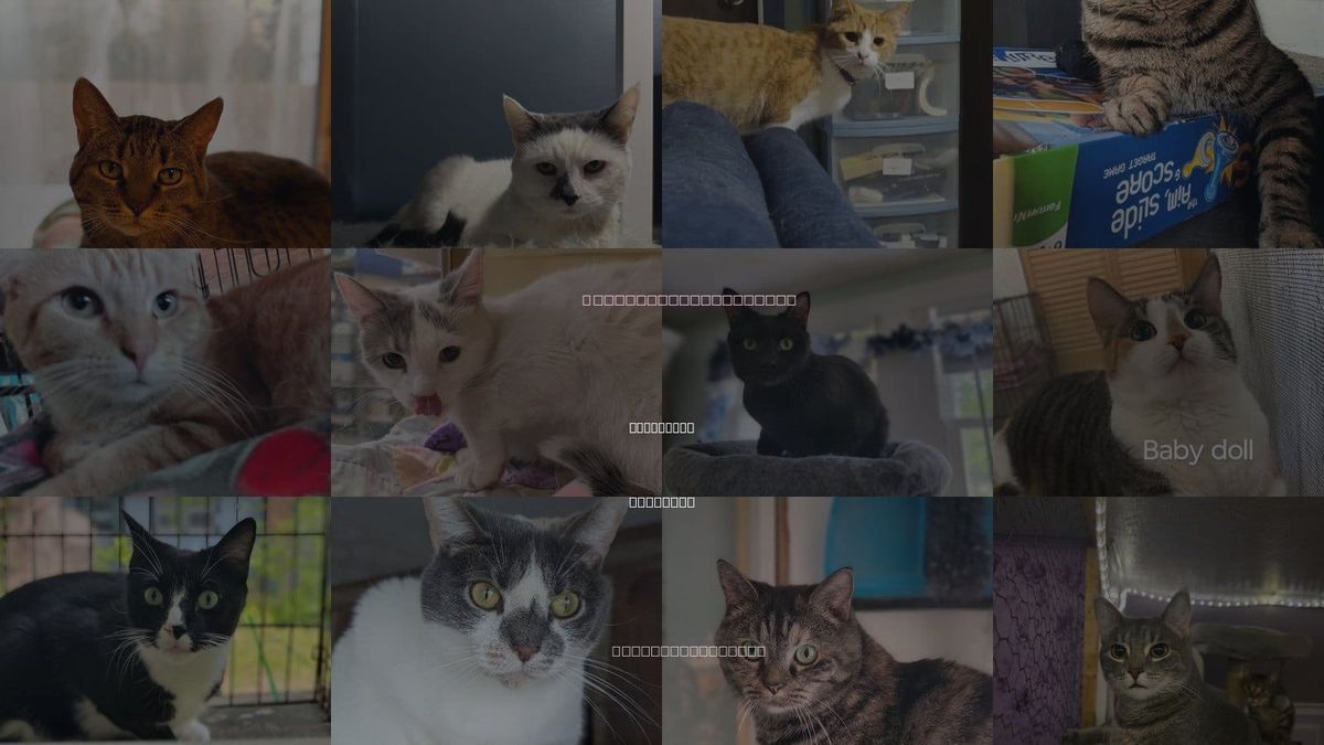 Cats for Adoption in Kalamazoo, Michigan