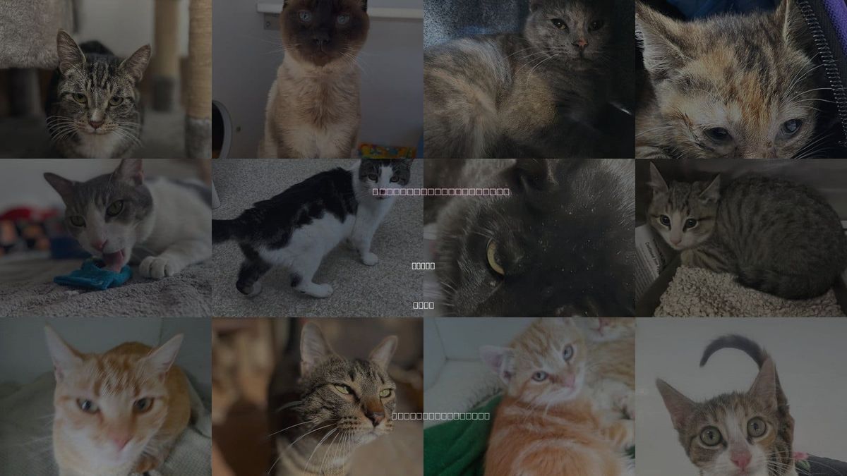 Cats for Adoption in Kanab, Utah