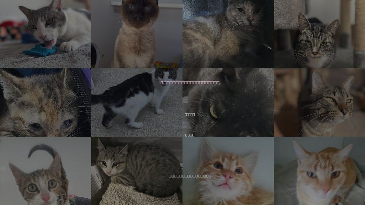 Cats for Adoption in Kanab, Utah