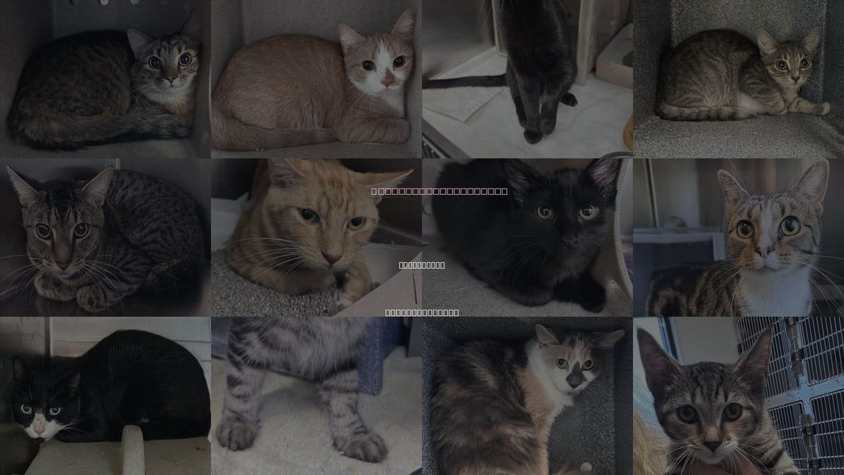 Cats for Adoption in Kannapolis, North Carolina