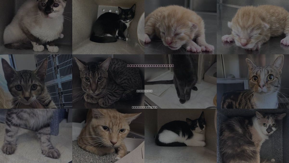 Cats for Adoption in Kannapolis, North Carolina