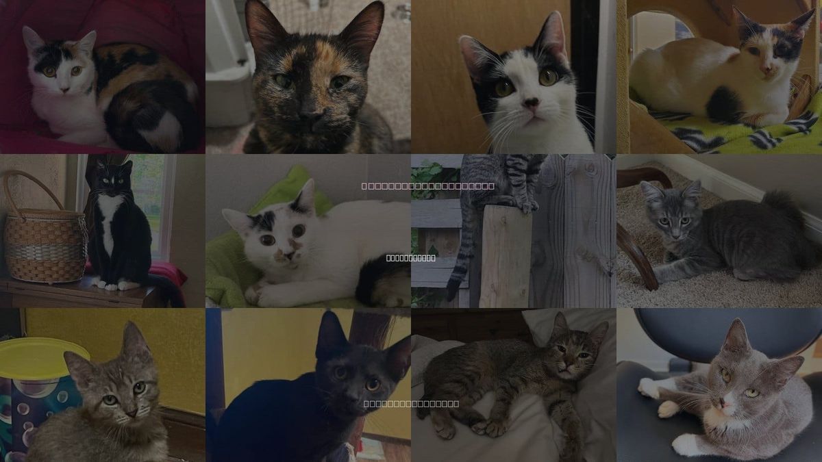 Cats for Adoption in Kansas City, Kansas