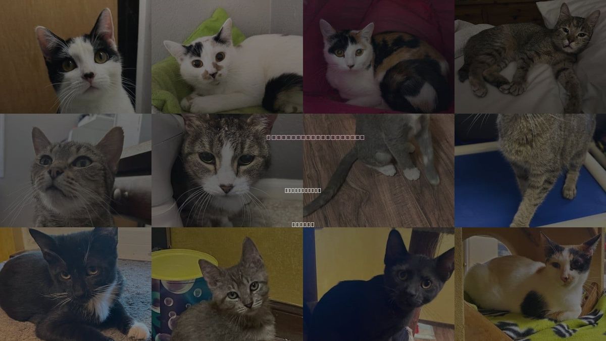 Cats for Adoption in Kansas City, Kansas