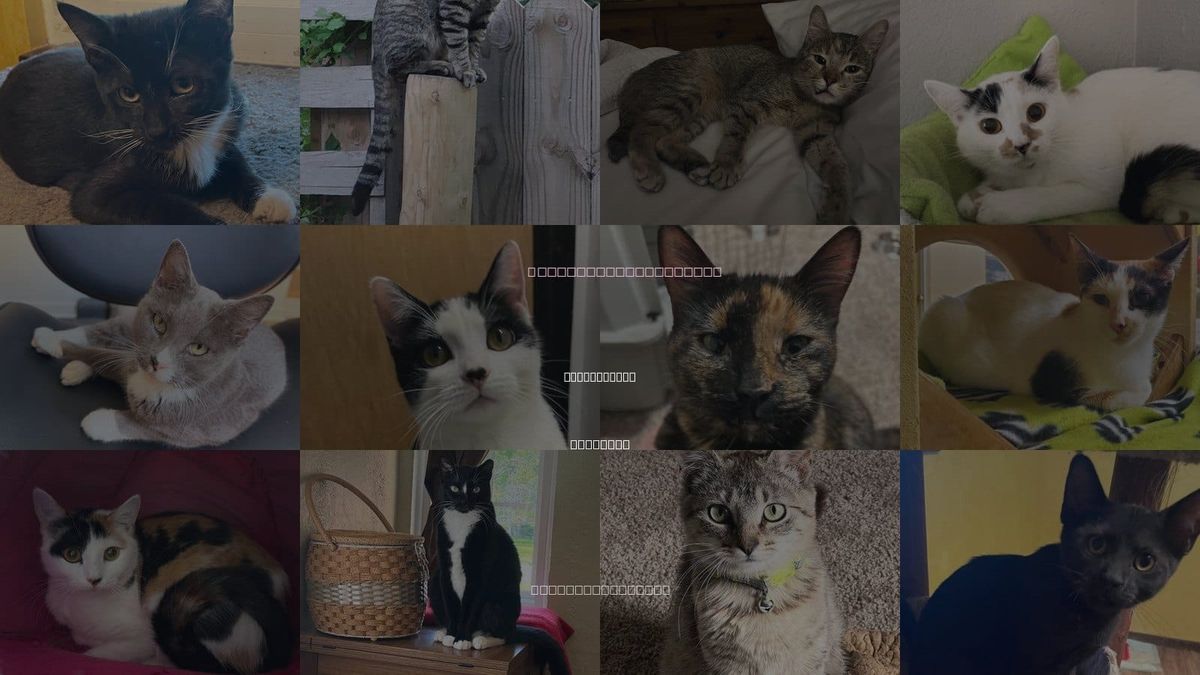 Cats for Adoption in Kansas City, Missouri