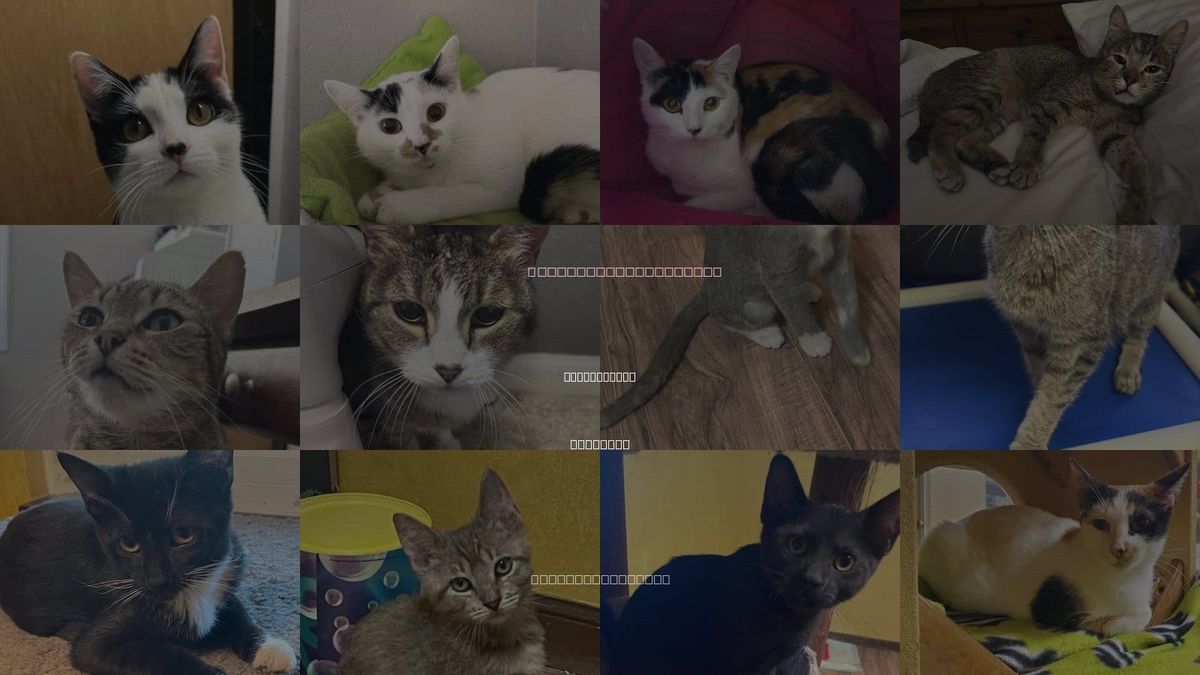 Cats for Adoption in Kansas City, Missouri