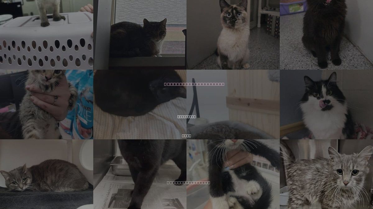 Cats for Adoption in Kaysville, Utah