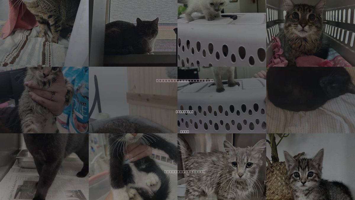 Cats for Adoption in Kaysville, Utah
