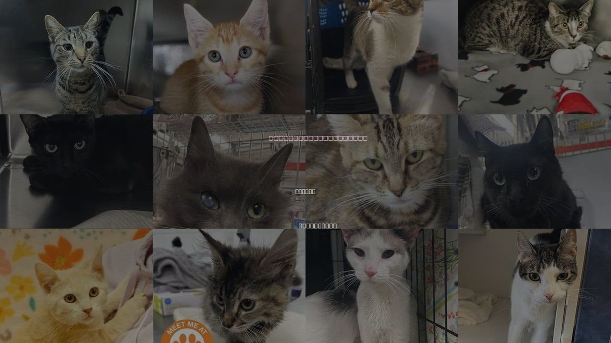 Cats for Adoption in Kearny, New Jersey