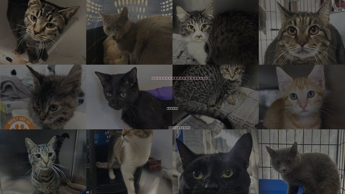 Cats for Adoption in Kearny, New Jersey