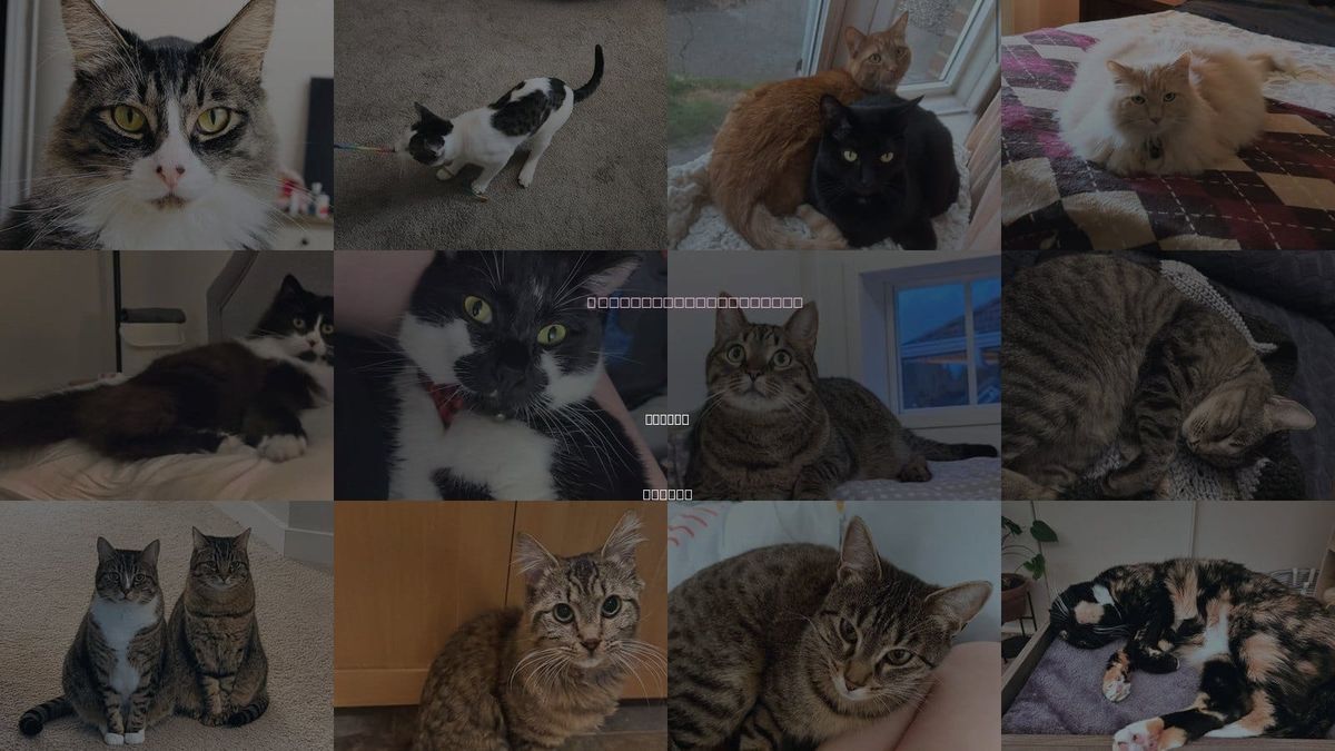 Cats for Adoption in Keizer, Oregon