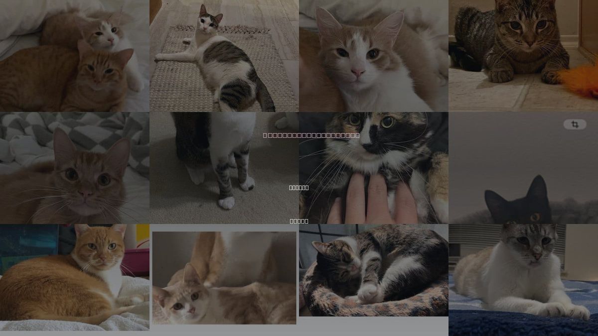 Cats for Adoption in Keller, Texas