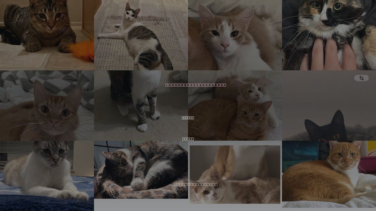 Cats for Adoption in Keller, Texas