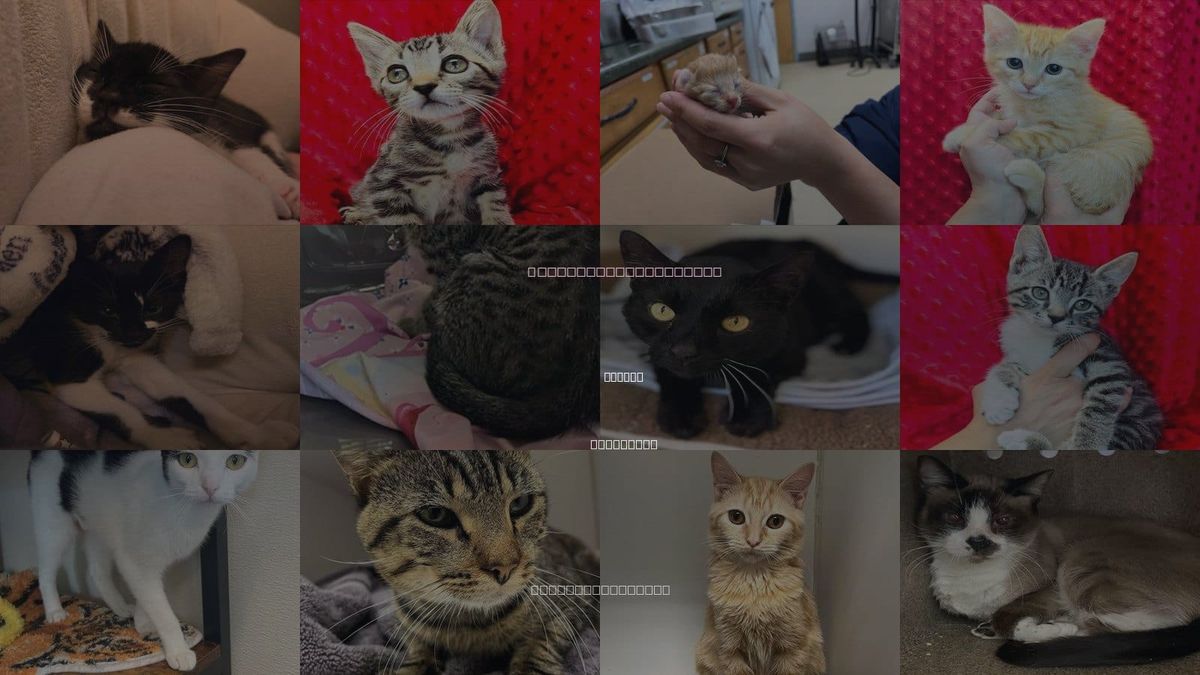 Cats for Adoption in Kenner, Louisiana