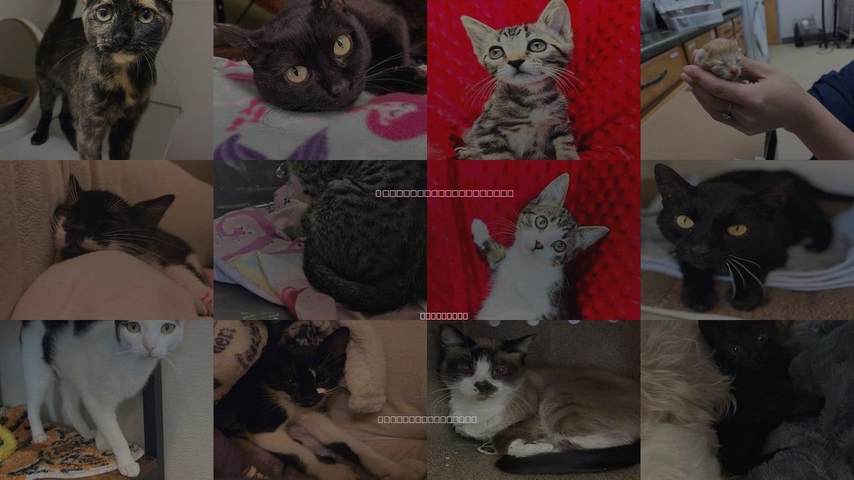 Cats for Adoption in Kenner, Louisiana