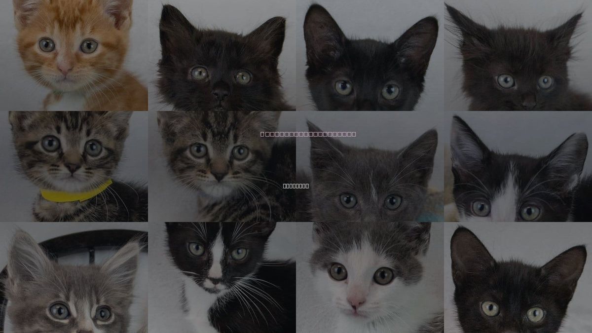 Cats for Adoption in Kennesaw, Georgia