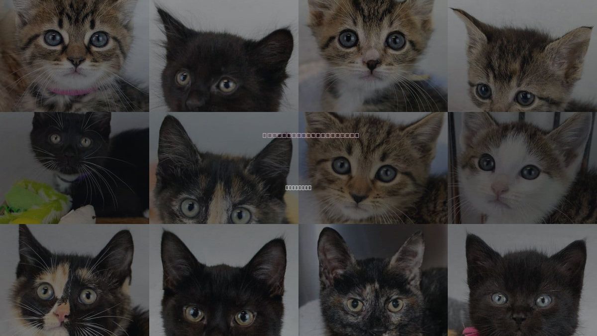 Cats for Adoption in Kennesaw, Georgia