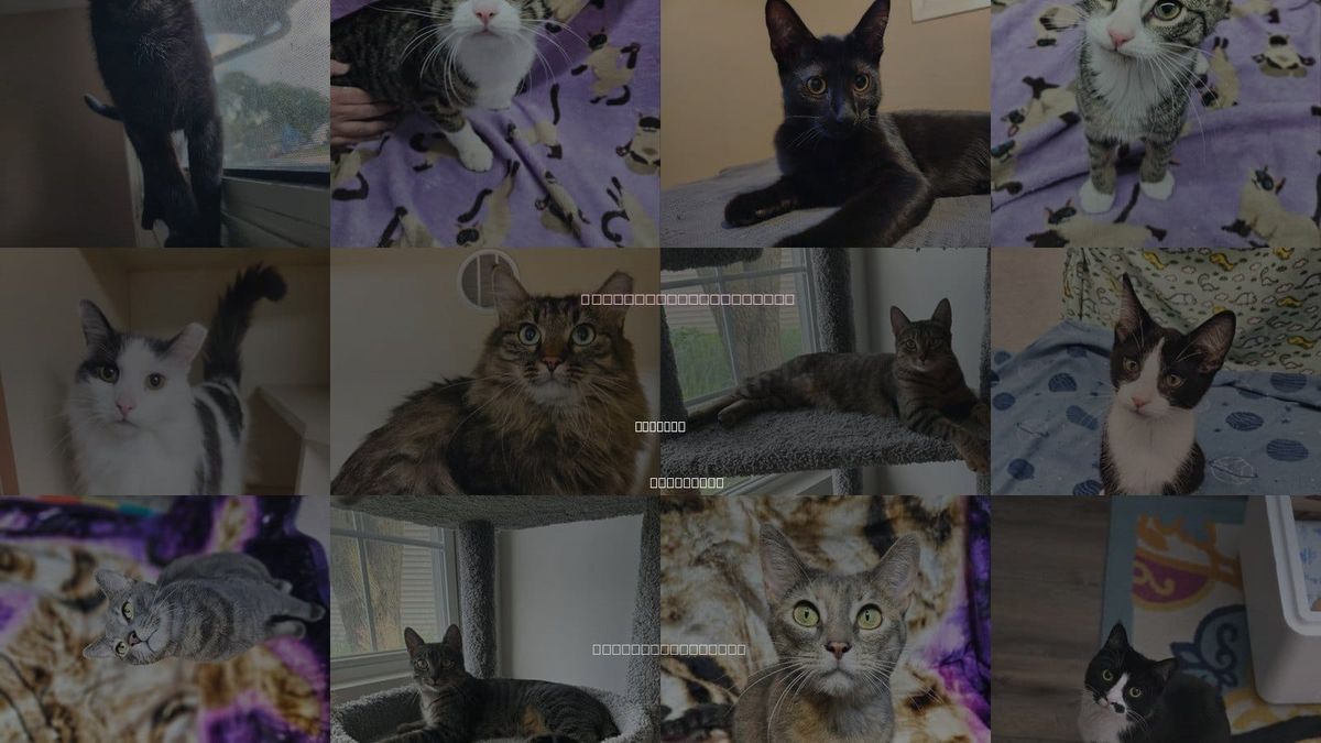 Cats for Adoption in Kenosha, Wisconsin