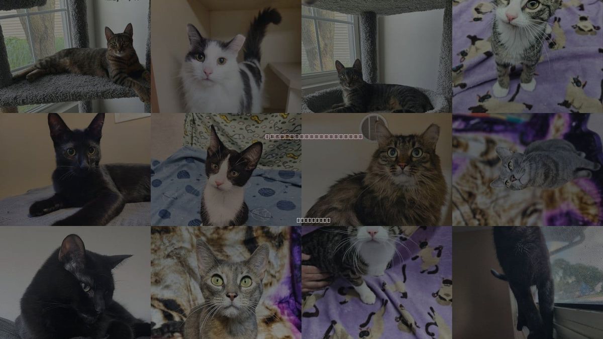Cats for Adoption in Kenosha, Wisconsin