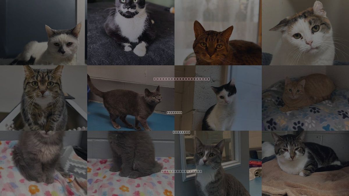 Cats for Adoption in Kentwood, Michigan
