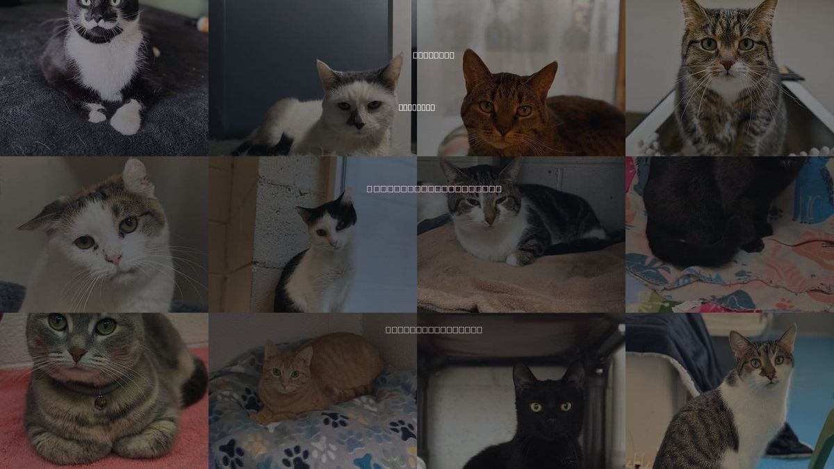 Cats for Adoption in Kentwood, Michigan