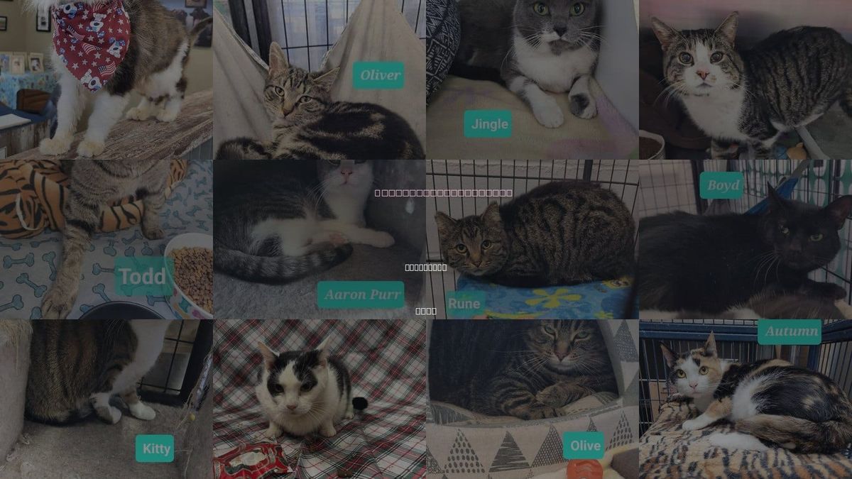 Cats for Adoption in Kettering, Ohio