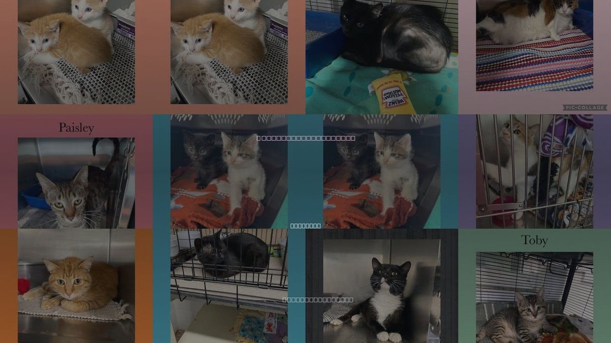Cats for Adoption in Kewanee, Illinois
