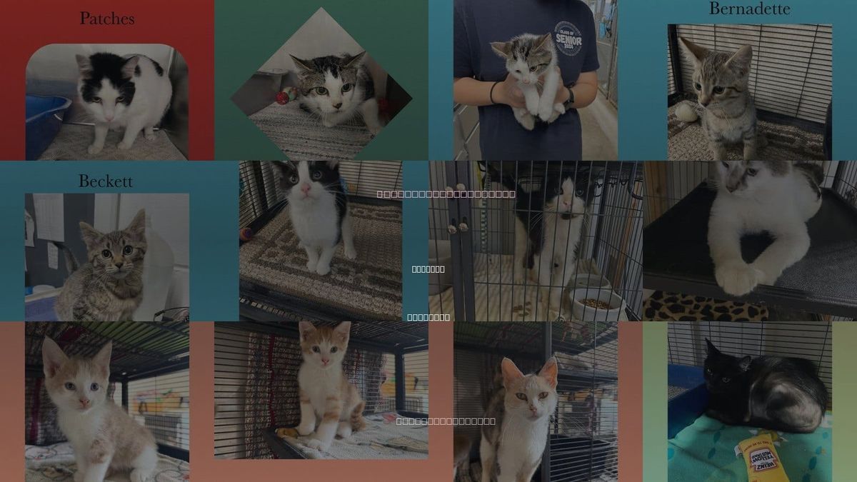 Cats for Adoption in Kewanee, Illinois
