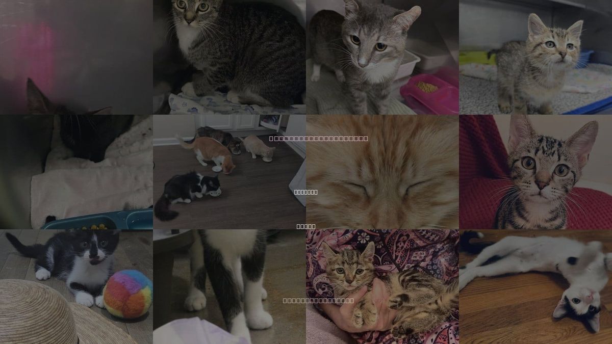 Cats for Adoption in Killeen, Texas
