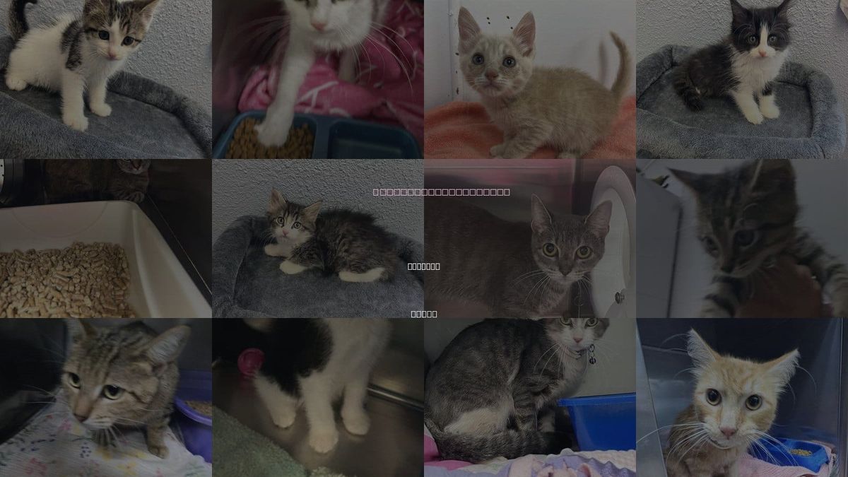 Cats for Adoption in Killeen, Texas